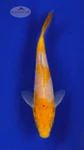 Koi 411 3-4 inches [PW-T25-411]