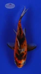 Goldfish 413 3-4 inches [PW-T25-413]