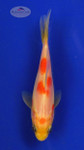 Goldfish 414 3-4 inches [PW-T25-414]