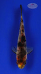 Goldfish 419 3-4 inches [PW-T25-419]
