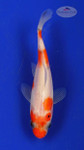 Goldfish 421 3-4 inches [PW-T25-421]