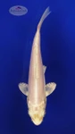 Koi 424 3-4 inches [PW-T26-424]