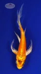 Koi 426 3-4 inches [PW-T26-426]