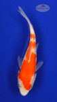 Koi 428 3-4 inches [PW-T26-428]