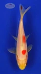 Goldfish 429 3-4 inches [PW-T26-429]