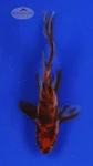 Goldfish 433 3-4 inches [PW-T26-433]
