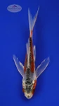 Koi 434 3-4 inches [PW-T26-434]