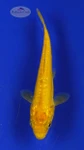Koi 435 3-4 inches [PW-T26-435]