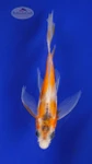 Koi 436 3-4 inches [PW-T26-436]
