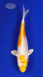 Koi 440 3-4 inches [PW-T26-440]