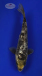 Matsukawabake 6-7 inches [F26-T12-5]
