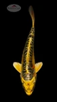 Kin Kikokuryu 4-5 inches [F26-T16-2]