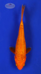 Warm Chagoi 5-6 inches [F26-T16-6]