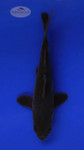 Karasu 4-5 inches [F26-T16-7]