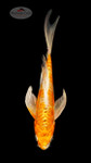 Doitsu Hariwake 5-6 inches [F26-T35-1]