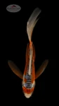 Shusui 5-6 inches [F26-T35-3]