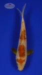 Ochiba 5-6 inches [F26-T35-6]