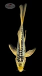 Icey Shusui 7-8 inches [F26-T46-5]