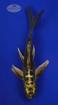 Kikokuryu 5-6 inches [F26-T46-8]