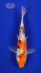 Doitsu Sanke 5-6 inches [F26-T51-1]