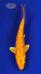 Doitsu Gin Rin Orenji 4-5 inches [F26-T137-6]
