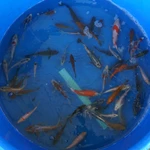 Super Koi Deal #16 Qty 50 [SKD16-5726] 3-7 inches