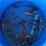 Super Koi Deal #18 Qty 50 [SKD18-5726] 3-7 inches