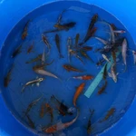 Super Koi Deal #18 Qty 50 [SKD18-5726] 3-7 inches