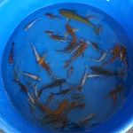 Super Koi Deal #23 Qty 50 [SKD23-5726] 3-7 inches