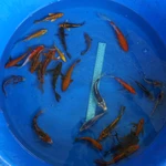 Super Koi Deal #24 Qty 25[SKD24-5726] 3-7 inches