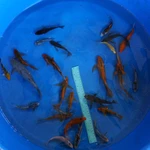 Super Koi Deal #25 Qty 25 [SKD25-5726] 3-7 inches