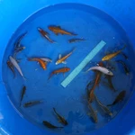 Super Koi Deal #26 Qty 25 [SKD26-5726] 3-7 inches