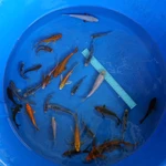 Super Koi Deal #26 Qty 25 [SKD26-5726] 3-7 inches