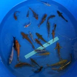 Super Koi Deal #29 Qty 25 [SKD29-5726] 3-7 inches