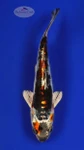 Beni Kikokuryu 5-6 inches [F26-T139-4]