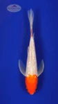 Gin Rin Kohaku 5-6 inches [F26-T141-1]