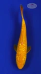 Doitsu Chagoi 5-6 inches [F26-T141-4]