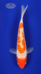 Doitsu Kohaku 6-7 inches [F26-T141-7]