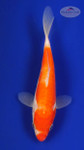 Doitsu Kohaku 5-6 inches [F26-T142-4]