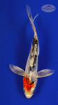 Heisei Nishiki 4-5 inches [F26-T142-10]