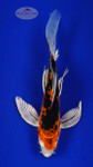 Heisei Nishiki 5-6 inches [F26-T144-9]