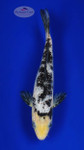 Grin Rin Bekko 6-7 inches [F26-T149-1]