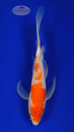 Kohaku 5-6 inches [F26-T149-3]