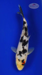 Sanke 6-7 inches [F26-T185-2]