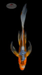 Shusui 6-7 inches [F26-T185-10]