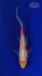 Goldfish 442 3-4 inches [PW-T27-442]