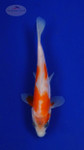 Koi 445 3-4 inches [PW-T27-445]
