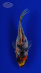Goldfish 448 3-4 inches [PW-T27-448]
