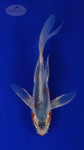 Koi 450 3-4 inches [PW-T27-450]