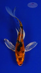 Koi 451 3-4 inches [PW-T27-451]